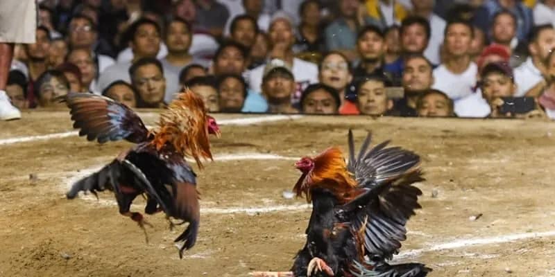 Khám phá game đá gà cược tiền hấp dẫn