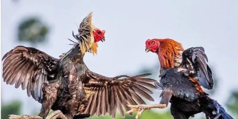 Hướng dẫn cá cược đá gà đơn giản tại sân chơi