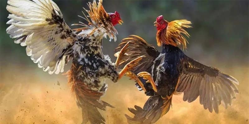 Đá Gà Cược Tiền | Trải Nghiệm Trận Đấu Gay Cấn Tại AB77